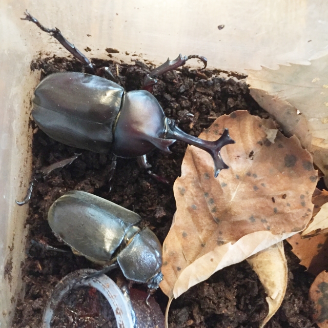 自由研究その４