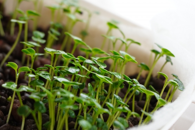 自由研究その６